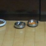 [EXO] 우리강쥐님저녁<b>식사</b>