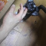 [강아지] 귀염둥이 <b>루루</b>!!