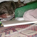 [고양이] [후기 올렸습니다.] 임신 한 채 다리가 마비 되어 고통...