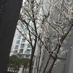 [댓글부탁해] 아파트 앞에 꽃<b>핌</b>