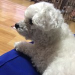 [EXO] 우리집개60) 개CON보는 <b>푸름</b>