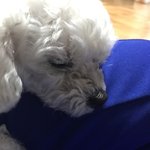 [EXO] 우리집개61)개con이 재미없었던 <b>푸름</b>
