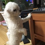 [EXO] 우리<b>집개</b>62)엑톡개를 만들라고??