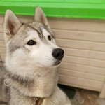 [EXO] 난 <b>푸름</b>이보다 얘가 더 귀여움