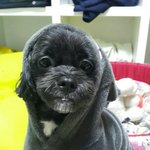 [강아지] 우리집강아지