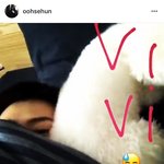 [EXO] 비비는 진짜 왤케 순하냐 저 <b>비숑</b>