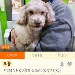 [<b>성남시</b>] 공고기간이 끝나 안락사 대기명단에 오른 아이들입니다.