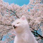 얘들아 <b>결핵</b>검사하는거 있잖아