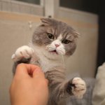 [고양이] 고양이가 날 문다 -<b>피해자편</b>-