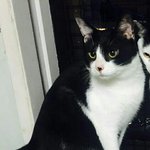 내 고양이를 잃고 쓰는 글(아이사진 추가했습니다)