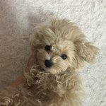 안녕 <b>마늘</b>이또자랑하러옴