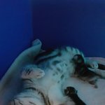 [가을이네] 가을이와 <b>꼬물</b>이들 이상무!