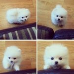 [강아지포도] 흔녀와 강아지<b>포도</b>의 일상 10탄