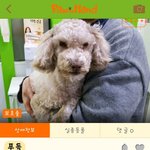 [성남시] 공고기간이 끝나 안락사 대기명단에 오른 아이들입니다.