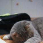 [고양이] 고양이 사진 잘 찍는 법-손고자병법편-