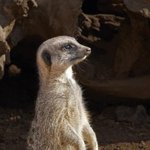 [유머] 고양이를 싫어하는 <b>동물</b>