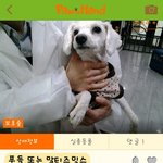 [성남시] 공고기간이 끝나 안락사 대기<b>명단</b>에 오른 아이들입니다.