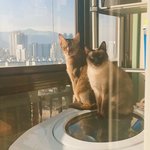 [부부집사네] 부부와 함께하는 동거묘 세마리 18 - 치카치카