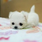 나만 없는 <b>아가</b> 멍뭉이 ㅠㅠ