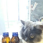 [고양이] 450일째 육아육묘