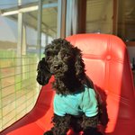 <b>시아</b>/푸들/여아/2살/3.5kg  *인형같은 귀여움을 가지고 있는...