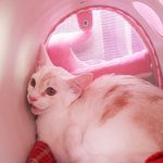 [고양이] 두냥이 구경하고 가세요!(4)