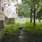 [고양이] 복희 이야기 - 재건축 고양이