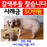 강아지 실종된지 일주일됐어ㅠㅠ <b>안양</b> 1번국도에서 봤다는데 좀 봐주라