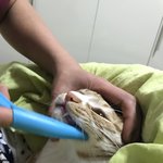 [고양이] <b>모세</b>네집 아이언냥님04