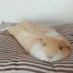 <b>액체</b>로 변해버린 동물들 모음