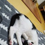 [고양이] 캣초딩 코복이를 소개합니다:<b>D</b> 3