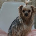 새벽녘..<b>포대</b>자루 위에 버려진 요정이의 상처를 사랑으로 치유해주실...