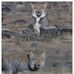 애들이 나보고 <b>티벳</b>닮았대...ㅜ