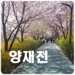 [댓글부탁해] <b>도곡동</b> 양재천 벚꽃축제 4월 5∼9일