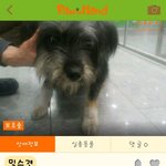 [성남시] 공고기간이 끝나 안락사 대기<b>명단</b>에 오른 아이들입니다.