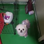 [동행세상] 평생 심장약을 먹어야하는 2.9kg의 <b>포메</b> 설탕이