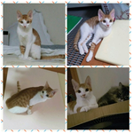 냥이 입양 계획중이신 분들은 꼭 한번 봐주세요