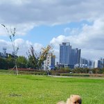 [강아지] 저희 부부랑 알콩이 일상이에요^^