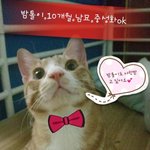 완전 귀여운 치즈냥 밤톨이의 마음 따뜻하신 <b>묘연</b>을 기다려요 ..ㅜㅜ