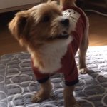 [강아지] 광명시에서 잃어버린 강아지 누리를 찾습니다!!