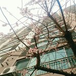 [EXO] 아파트앞 벚꽃 피다<b>말음</b>