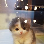 우리집 고양이 <b>하루</b>에요 ^^