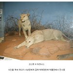 [콜로라도] 영화로 나온적 있는 전설의 <b>식인</b>사자들.jpg