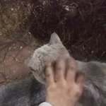 [댓글부탁해] 고양이 <b>종류</b>뭐야??? 사진있어