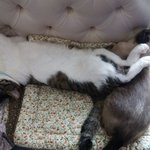 꼬미 <b>봉구</b>맘