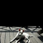 [꼭봐주세요] 강아지 찾아요.