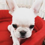 [VIXX] 원식이 강아지