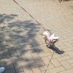 [내사랑쫑이] 내사랑 쫑이