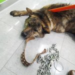 [동행세상] 개농장 인근 집없이 배회하다 구조된 진돗개 대한이.