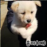 [동행세상] 밀양보호소에서 피부병이 심한 어미견<b>보미</b>와 3마리 새끼들